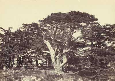 Der Größte der Zedern, Berg Libanon von Francis Frith
